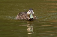 Kachna prouzkovana - Anas superciliosa - Pacific Black Duck o9494